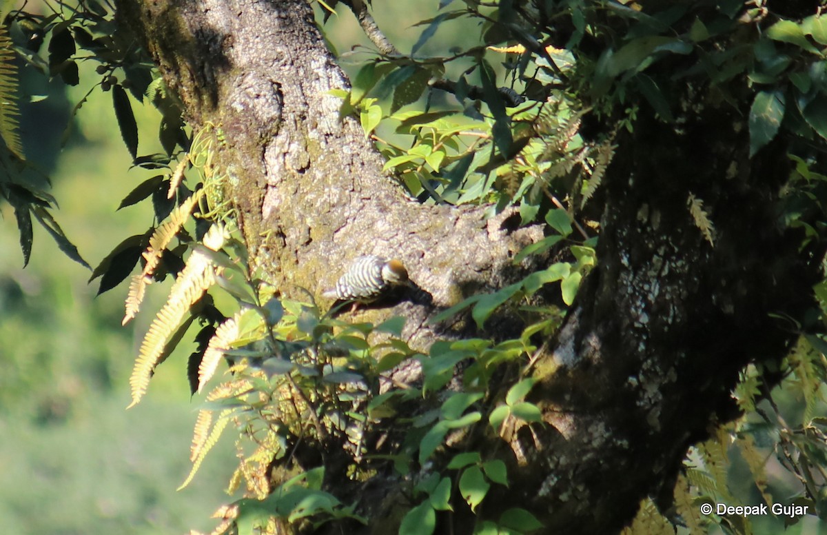 Brown-fronted Woodpecker - Deepak Gujar