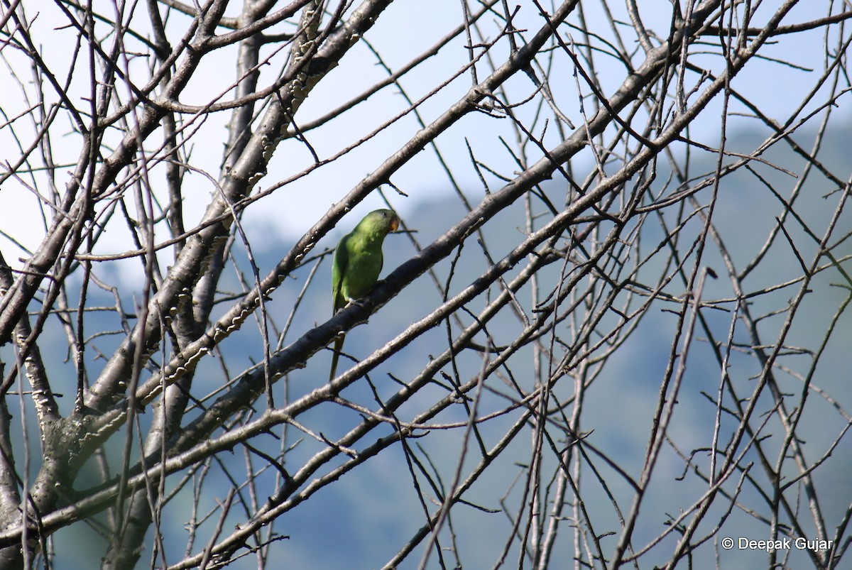 Slaty-headed Parakeet - Deepak Gujar