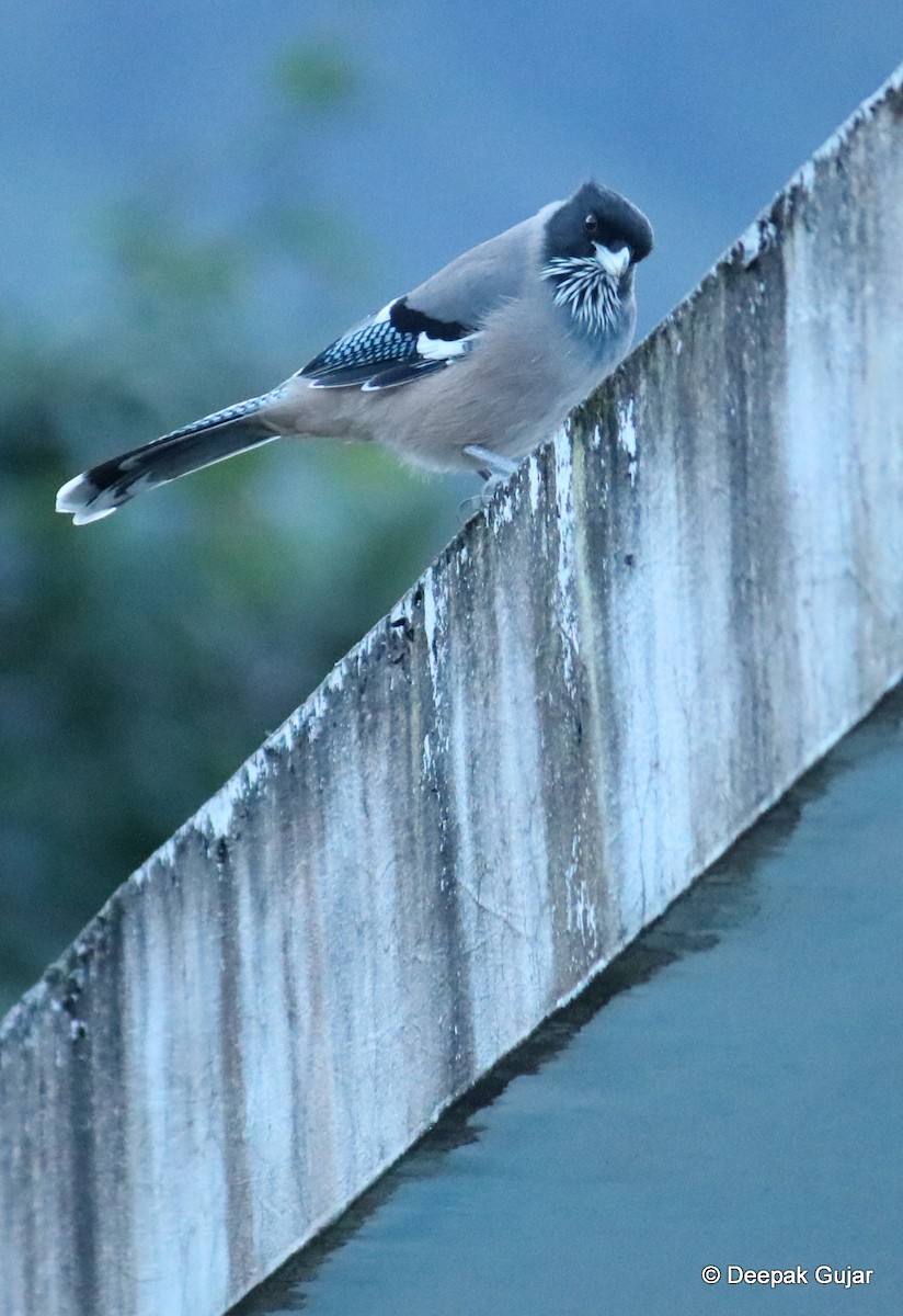 Black-headed Jay - Deepak Gujar