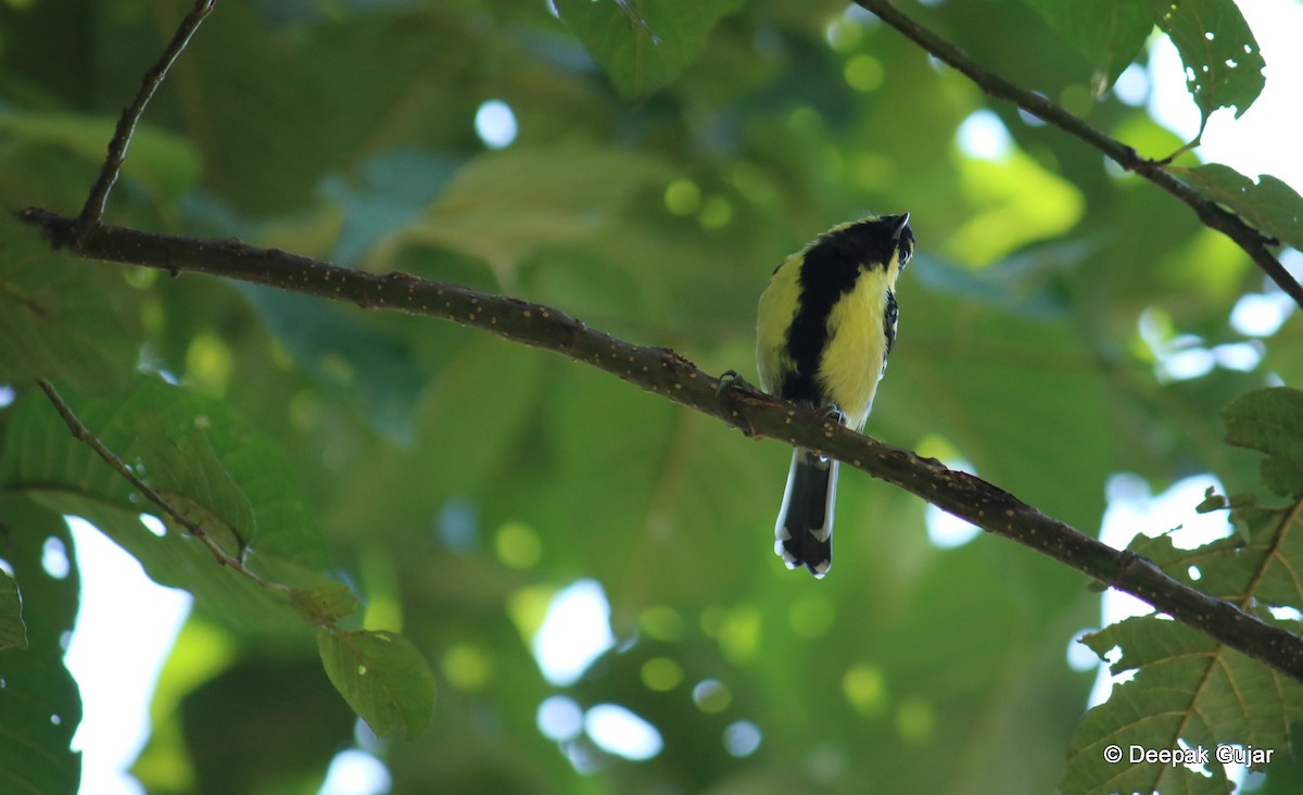 Mésange à joues jaunes - ML247399041