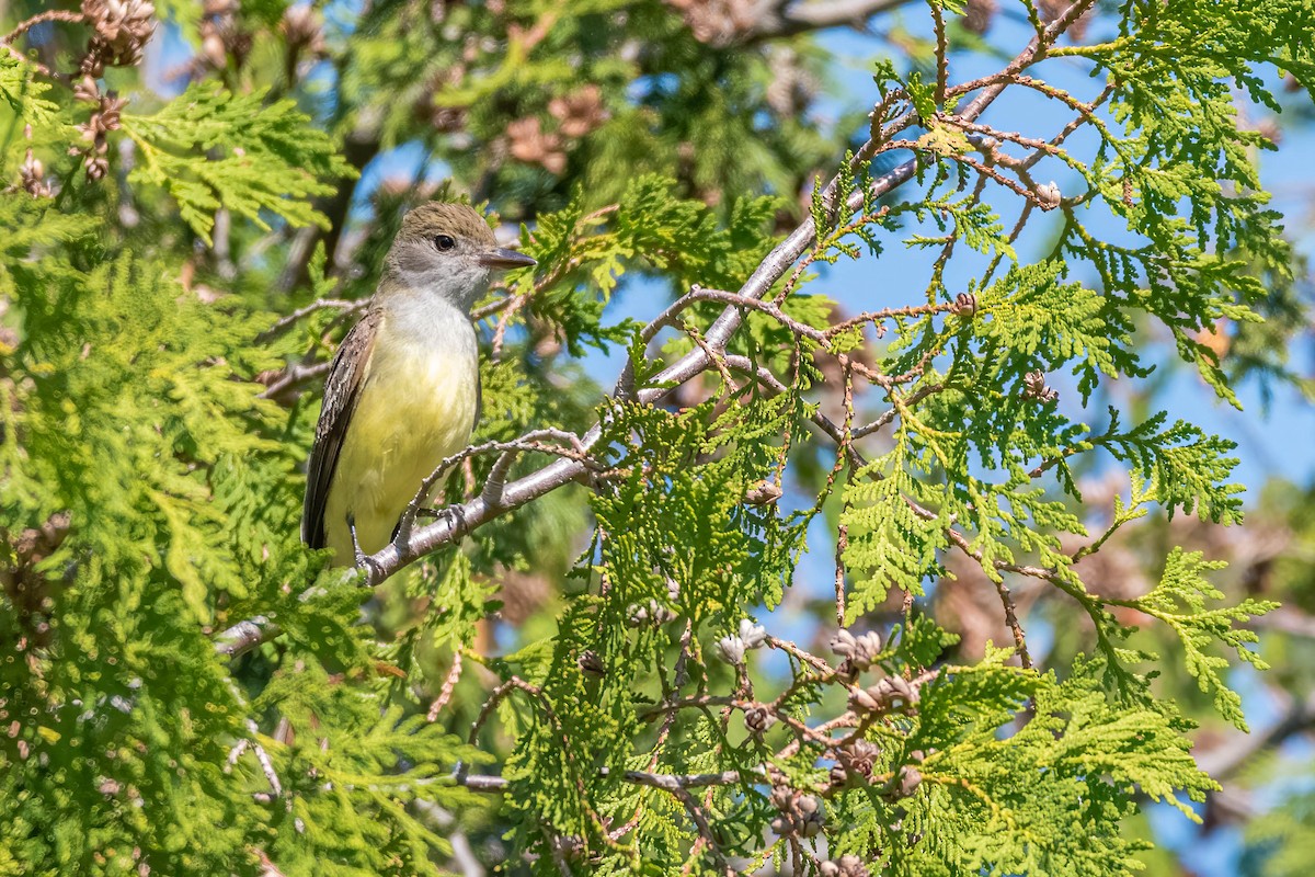 Great Crested Flycatcher - Matt Saunders