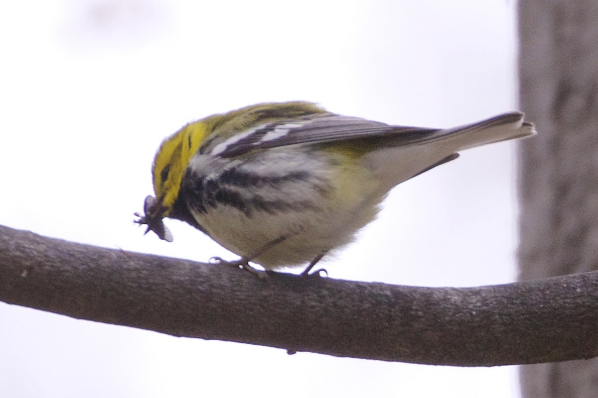 Black-throated Green Warbler - Jeanne Verhulst