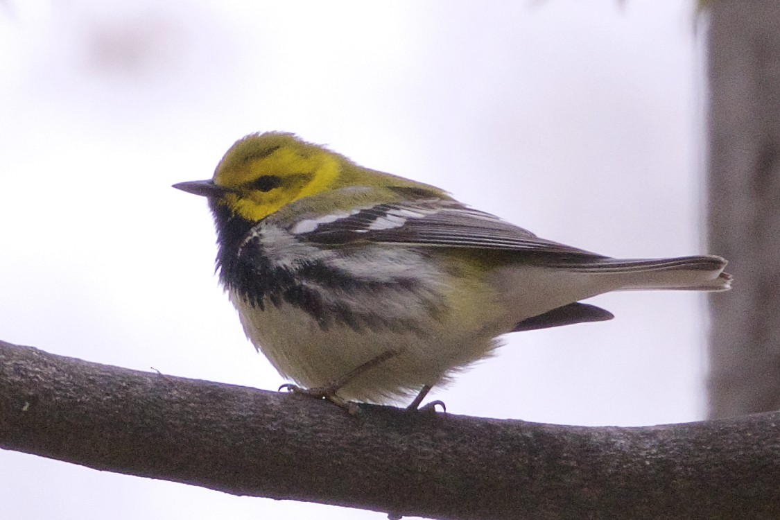 Black-throated Green Warbler - ML247400101