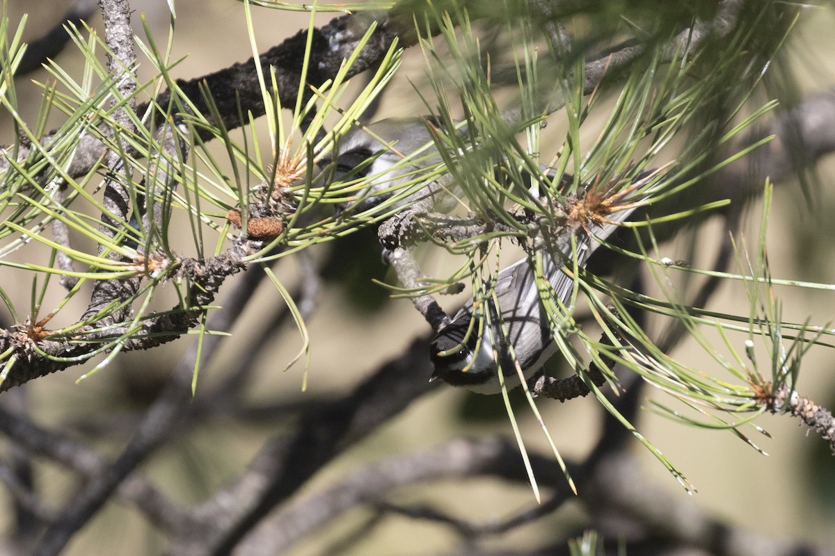 Black-capped Chickadee - ML247400911