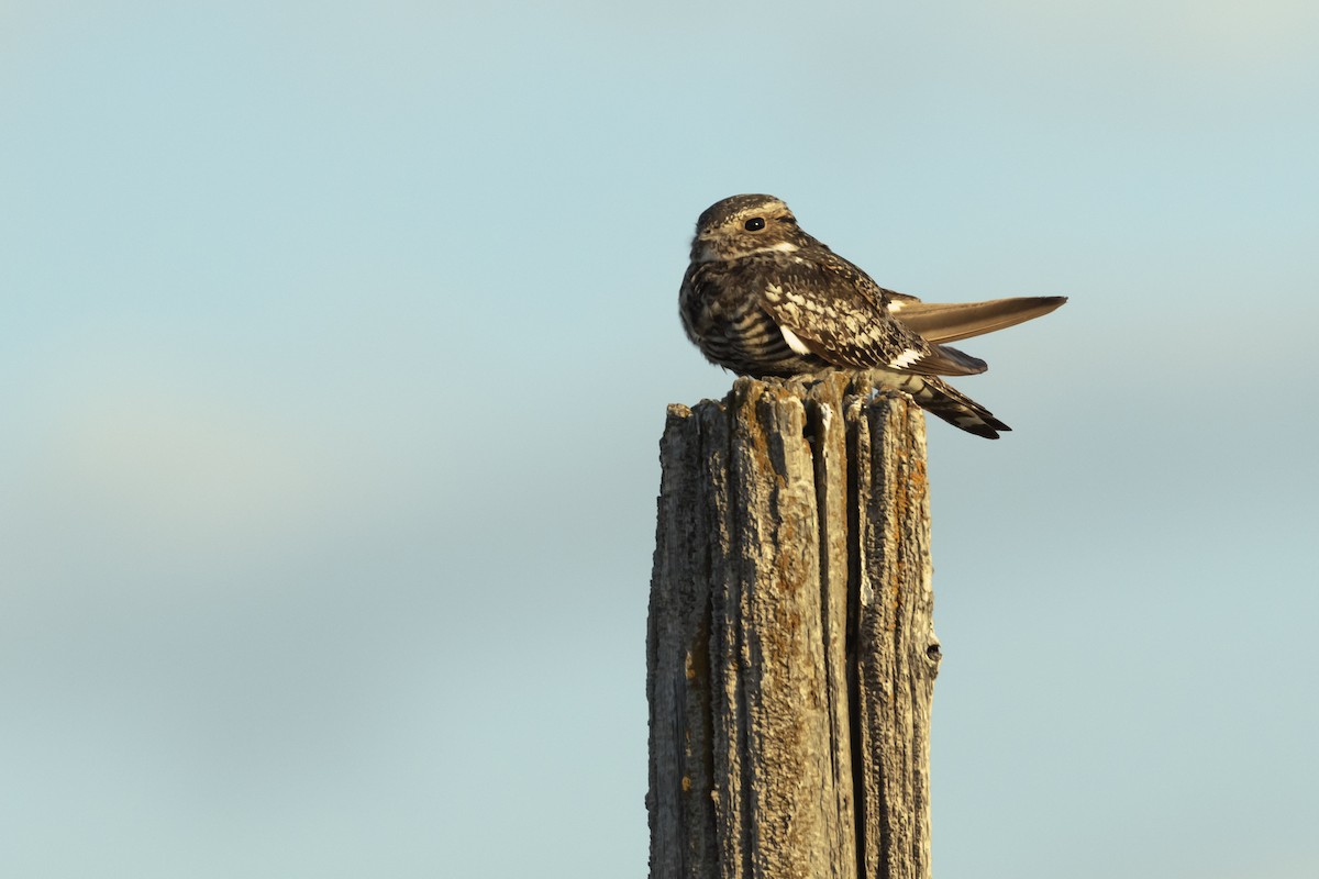 Common Nighthawk - ML247401511