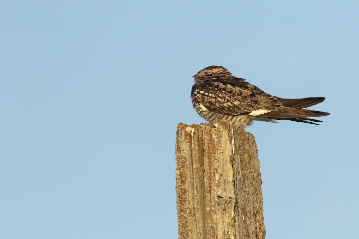 Common Nighthawk - ML247401551