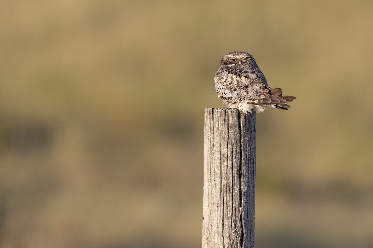 Common Nighthawk - ML247401561