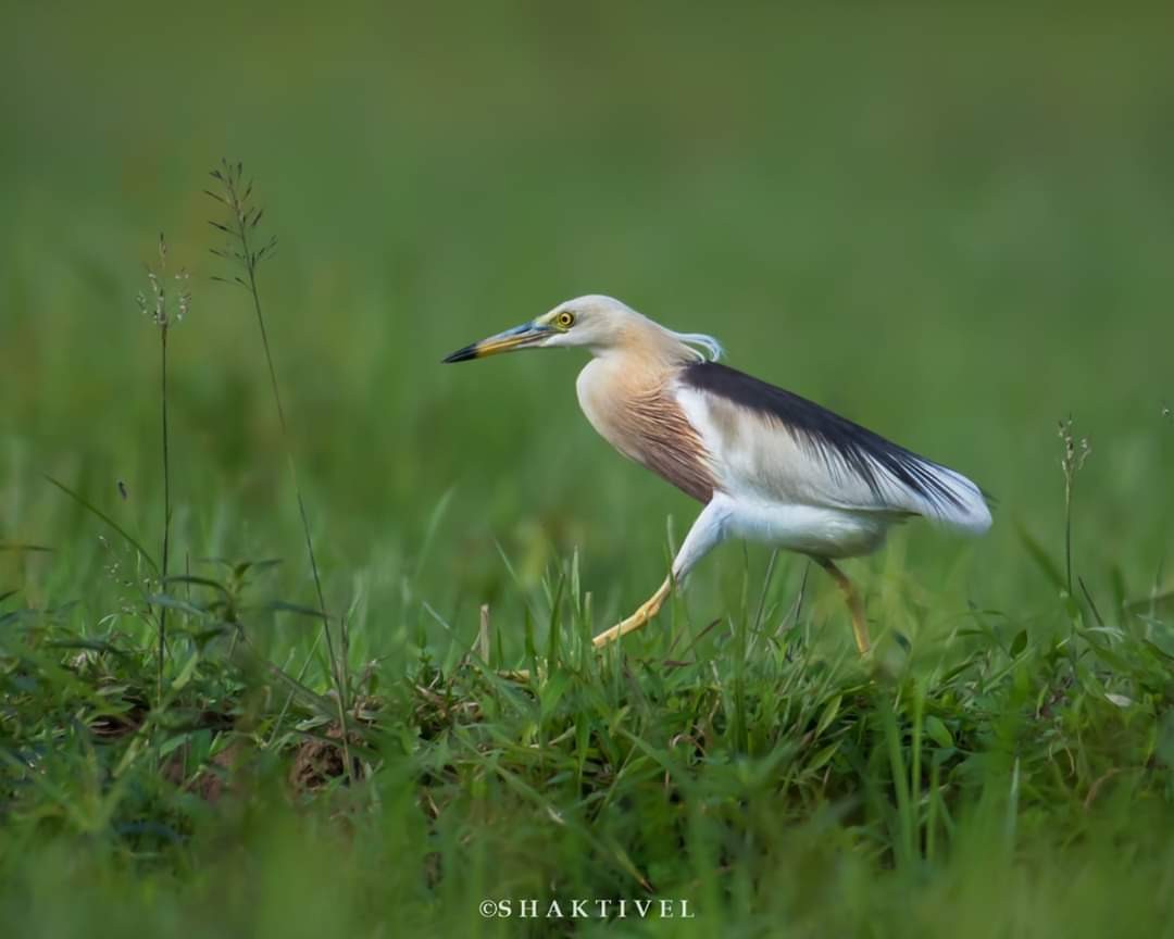 Javan Pond-Heron - Shakti - Tribesmen.in