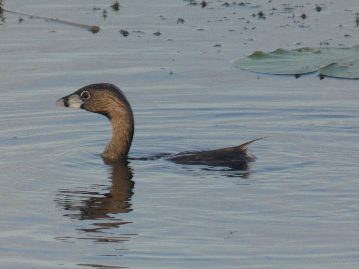 Pied-billed Grebe - David Riddle