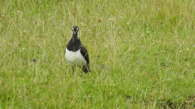 Northern Lapwing - ML247411171