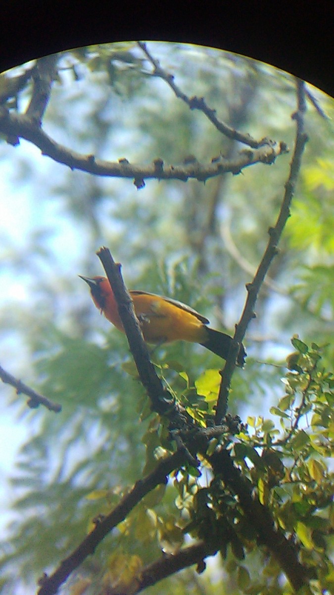 Streak-backed Oriole - ML247411831