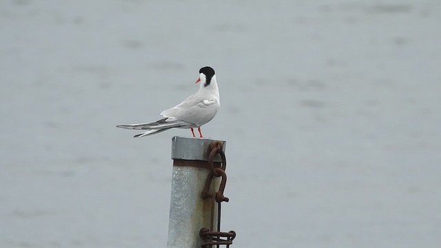 Common Tern - ML247412581