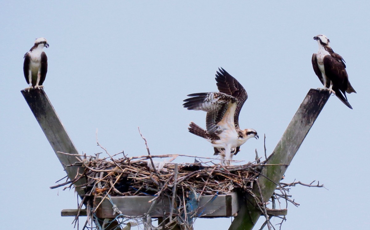 Загасч явлаг - ML247413651