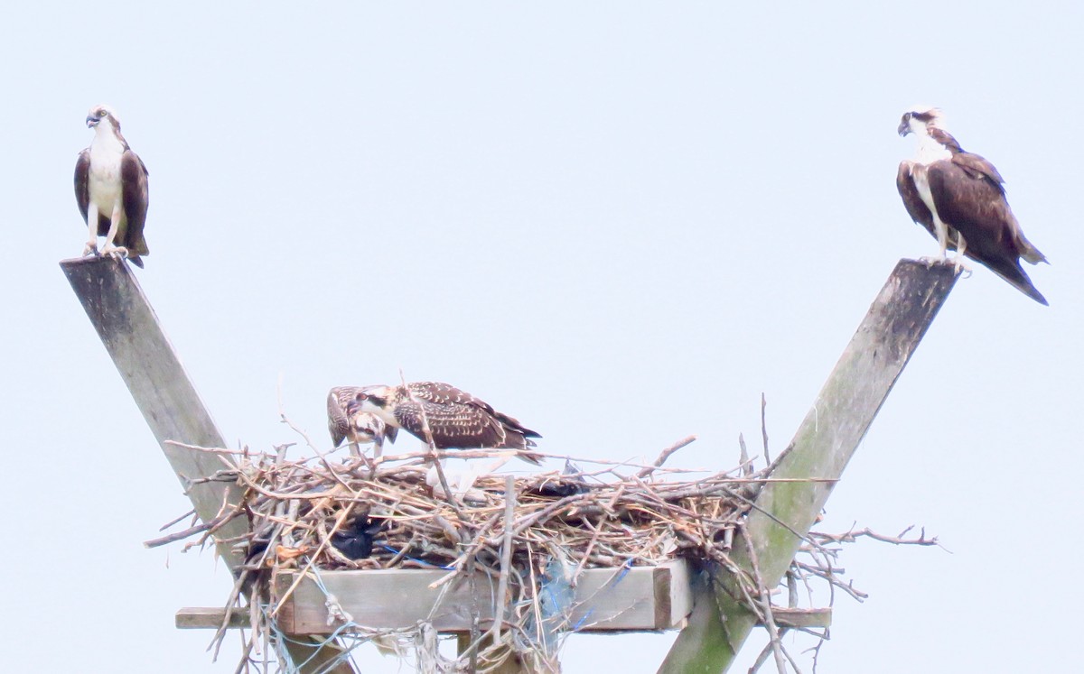 Загасч явлаг - ML247413841