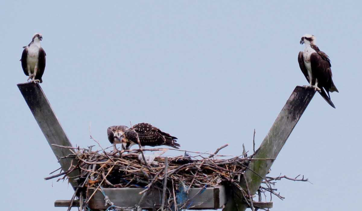 Загасч явлаг - ML247414221