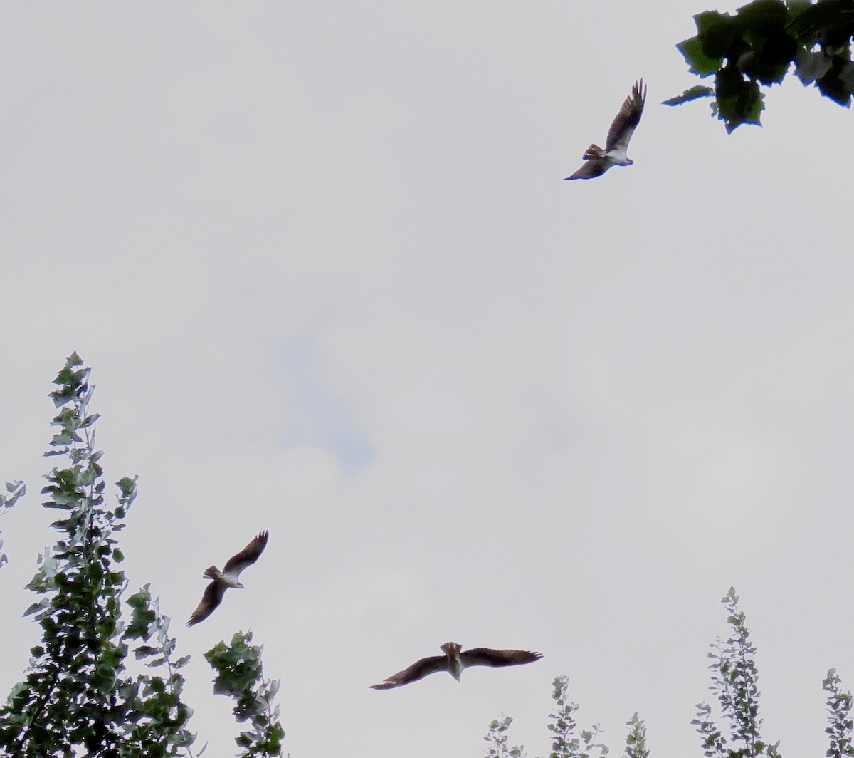 Загасч явлаг - ML247414441