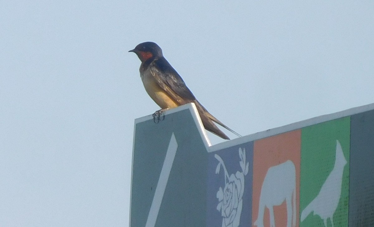 Barn Swallow - ML247414891
