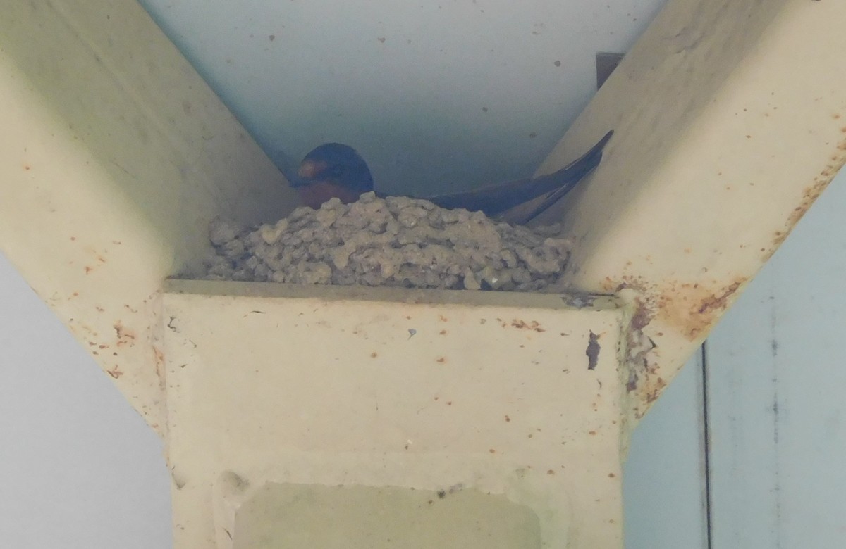Barn Swallow - ML247414901