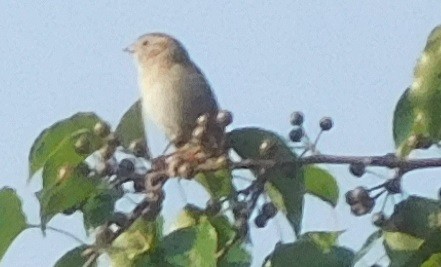 Field Sparrow - ML247414961