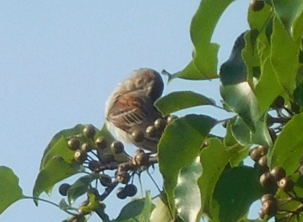Field Sparrow - ML247414971