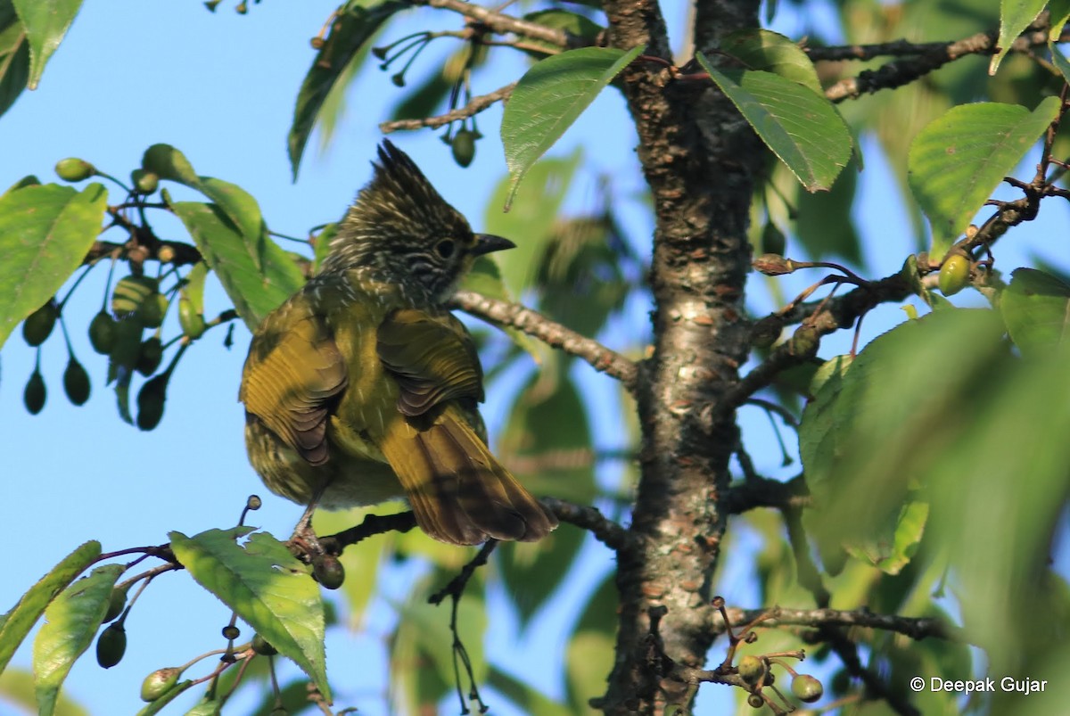 Striated Bulbul - ML247416671