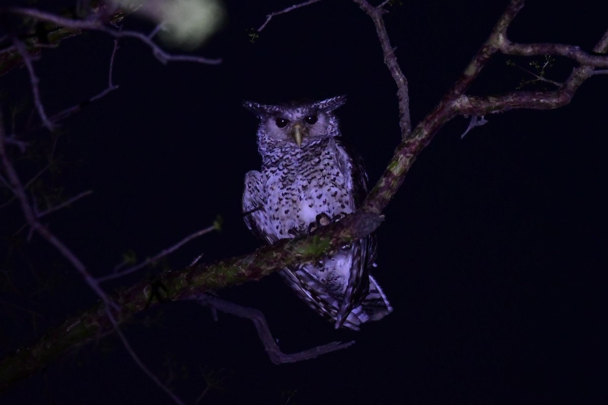 Spot-bellied Eagle-Owl - ML247417731