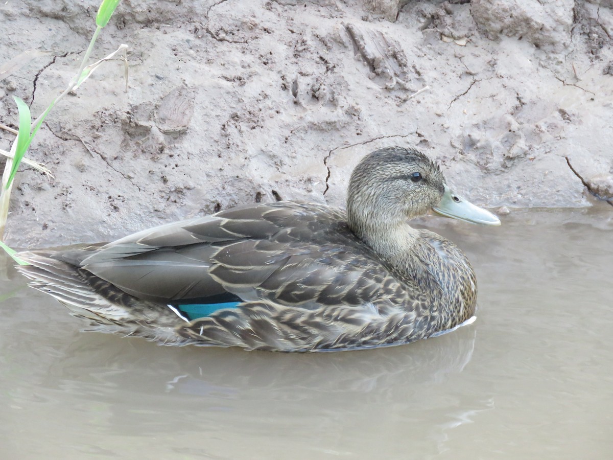 Canard colvert - ML247417961