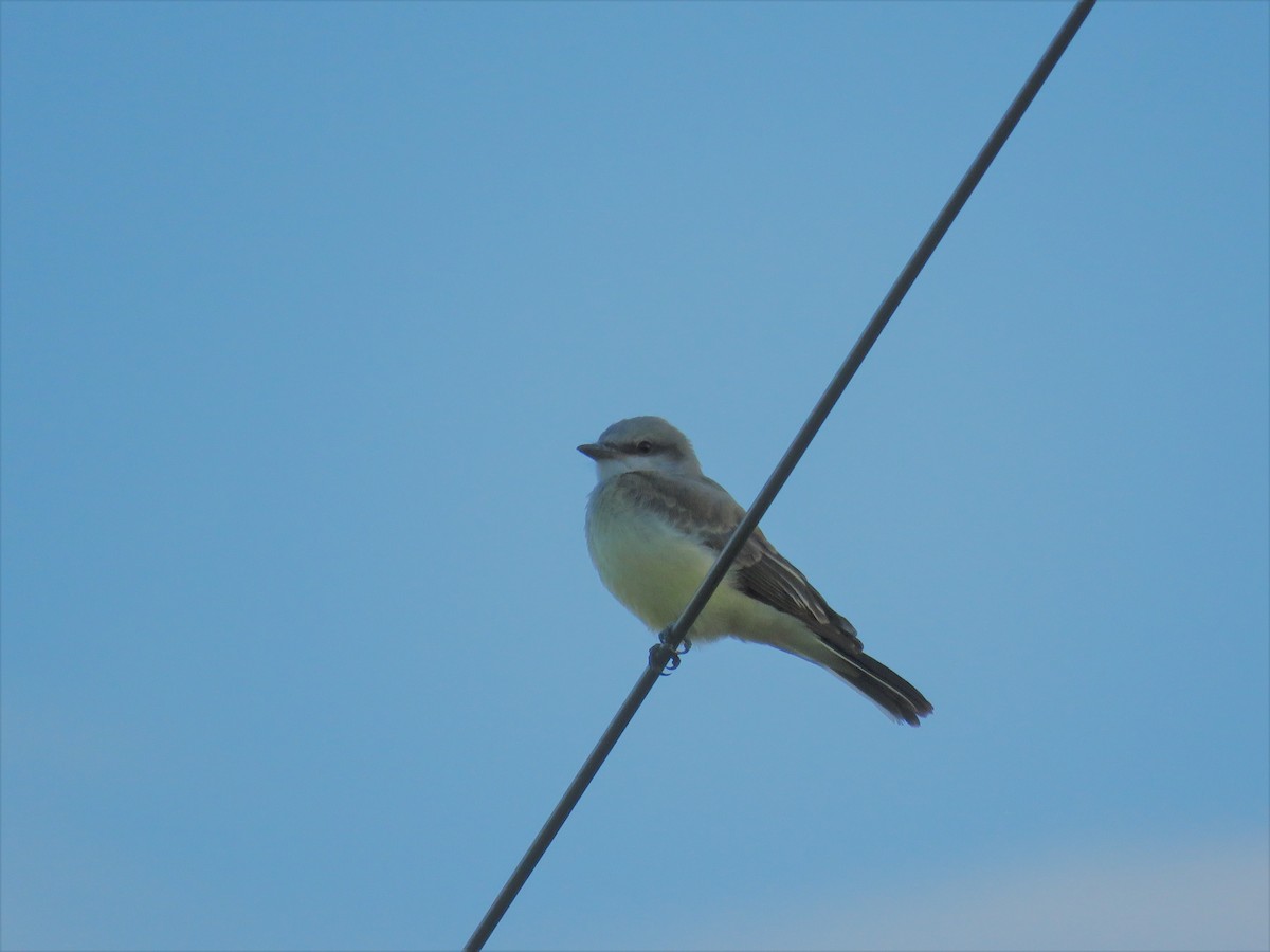 Western Kingbird - ML247417971