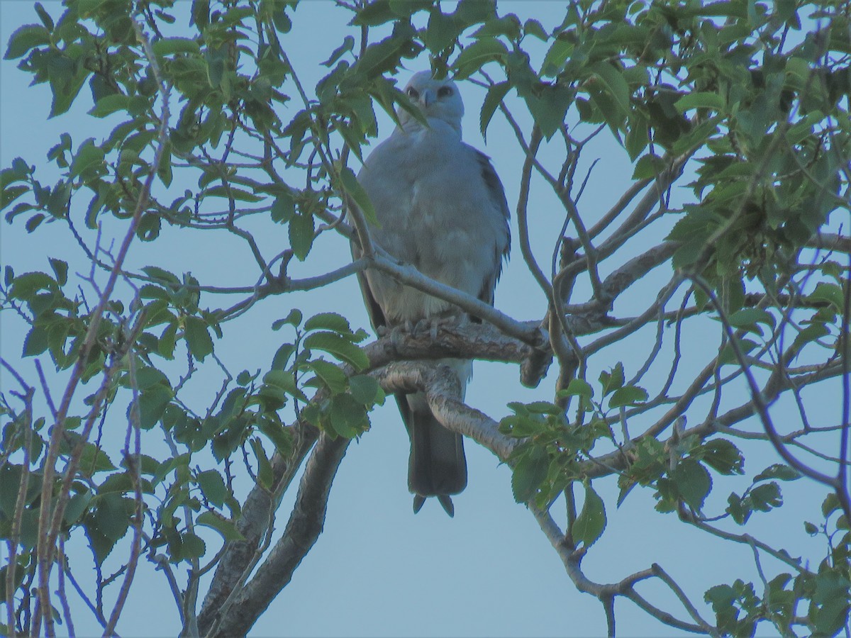 Mississippi Kite - ML247418011