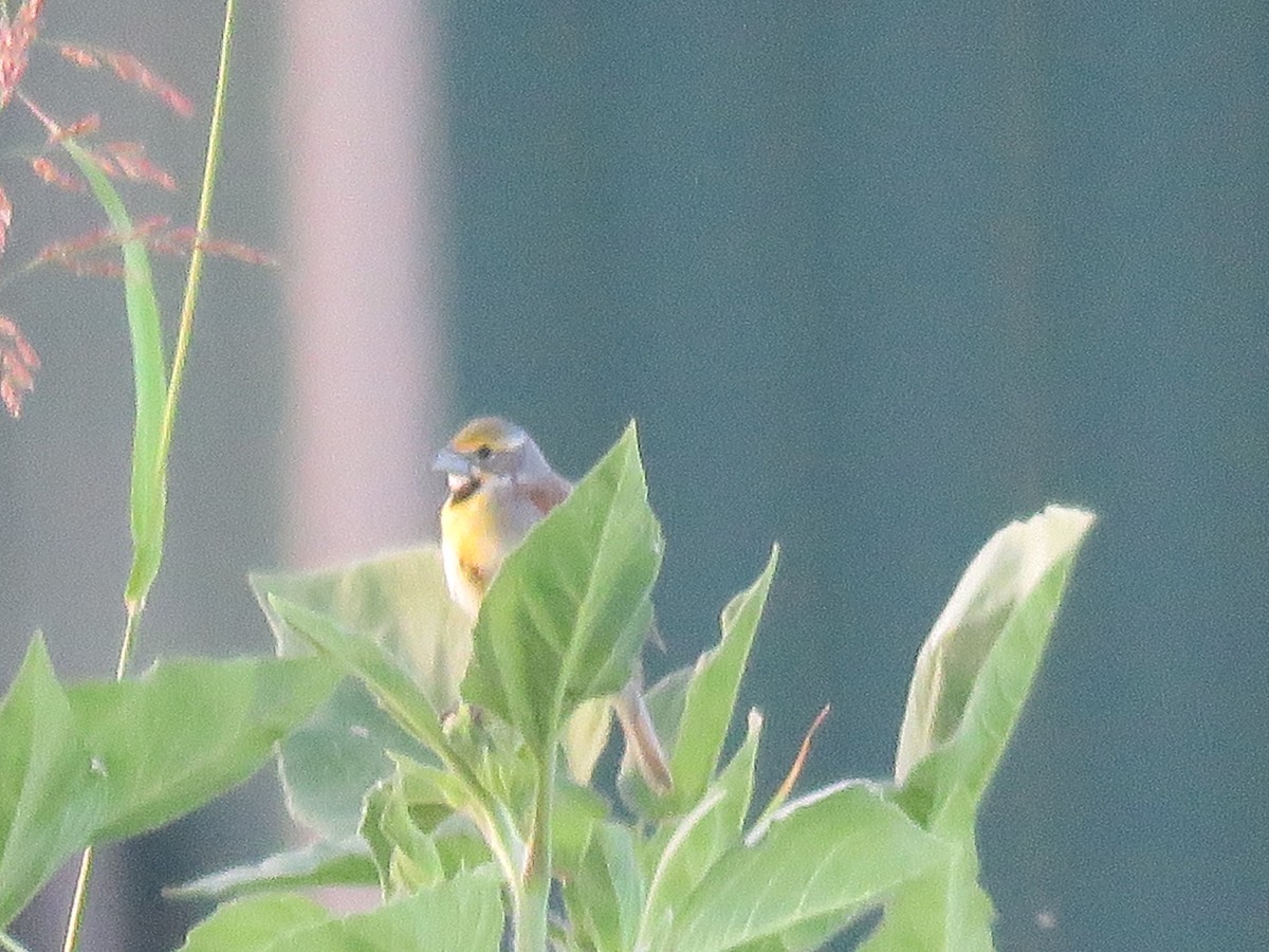 Dickcissel - ML247418041