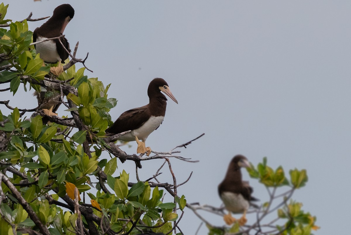 Brown Booby - ML247419411