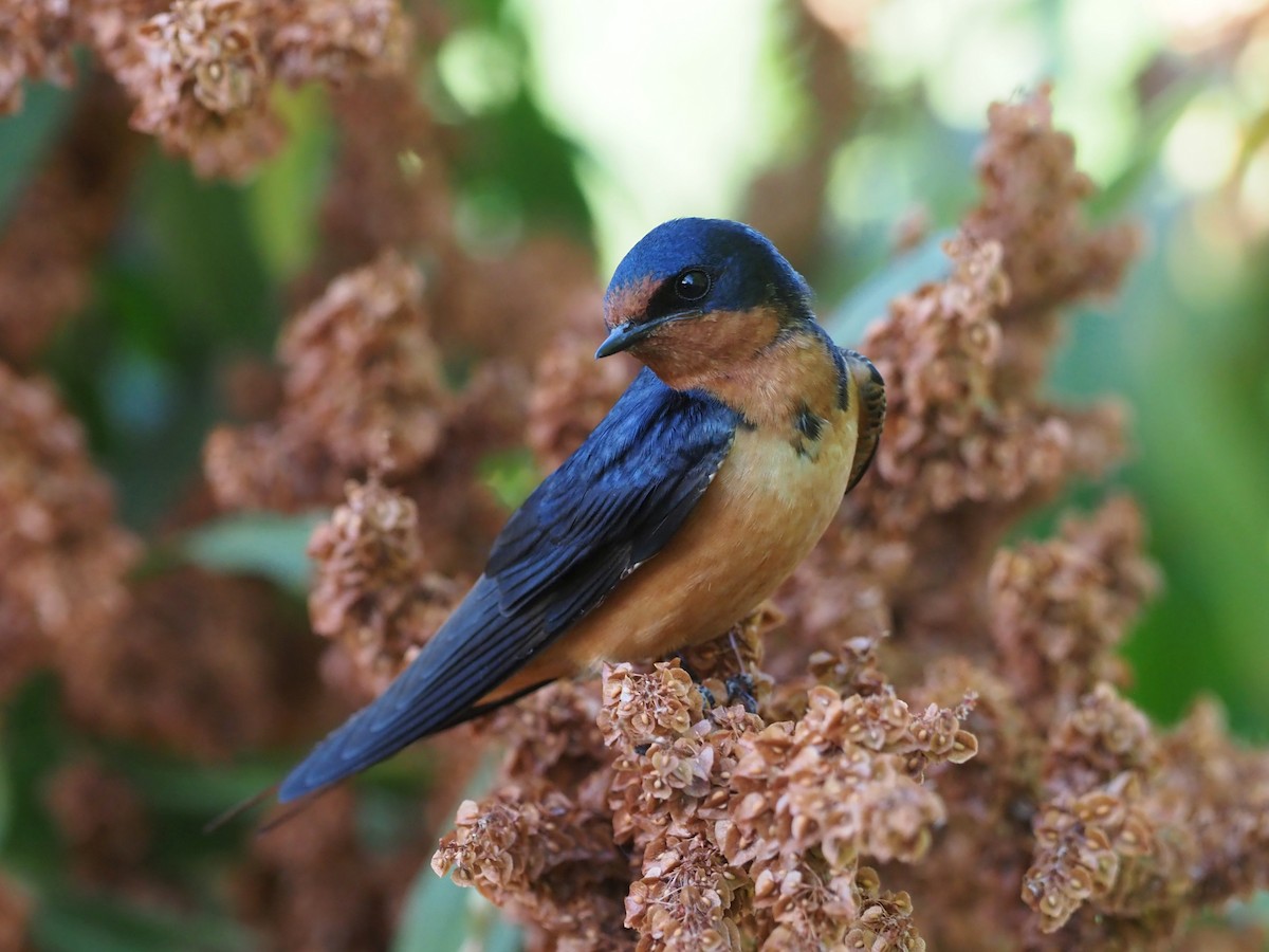 Barn Swallow - Leslie S