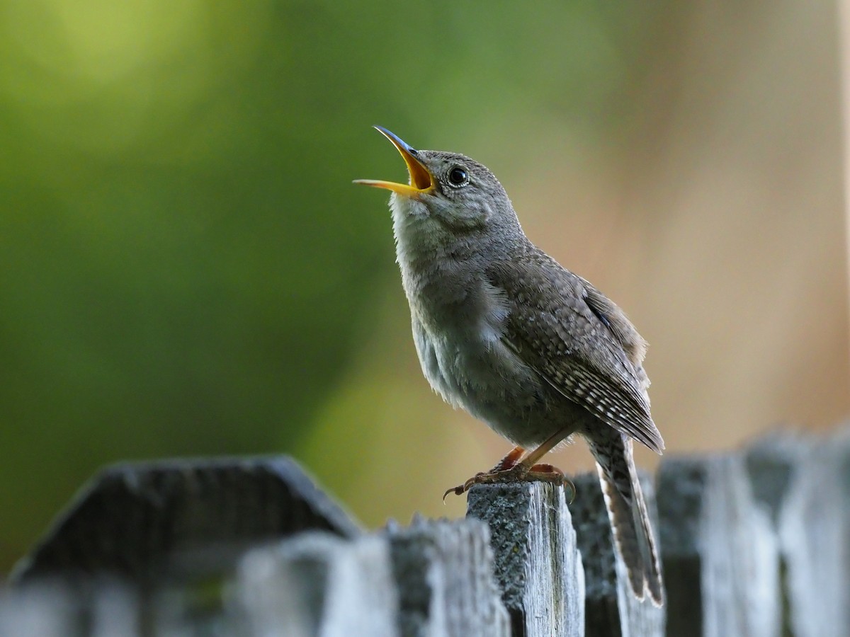 Northern House Wren - Leslie S