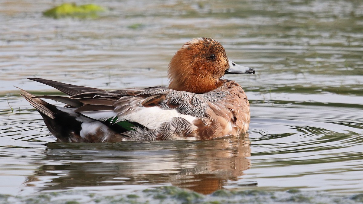 Eurasian Wigeon - Daniel Jauvin