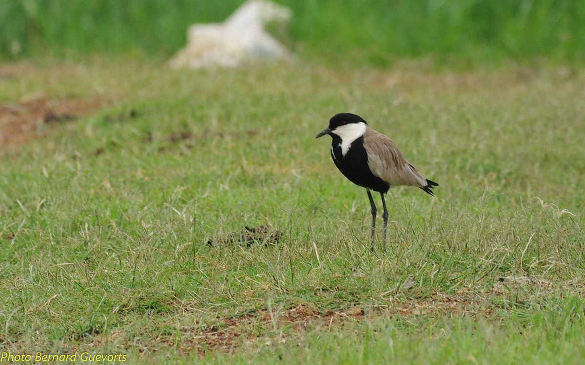 Spur-winged Lapwing - ML247420911