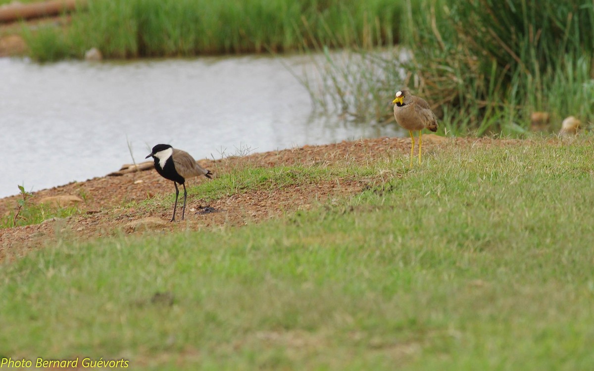 Wattled Lapwing - ML247420931