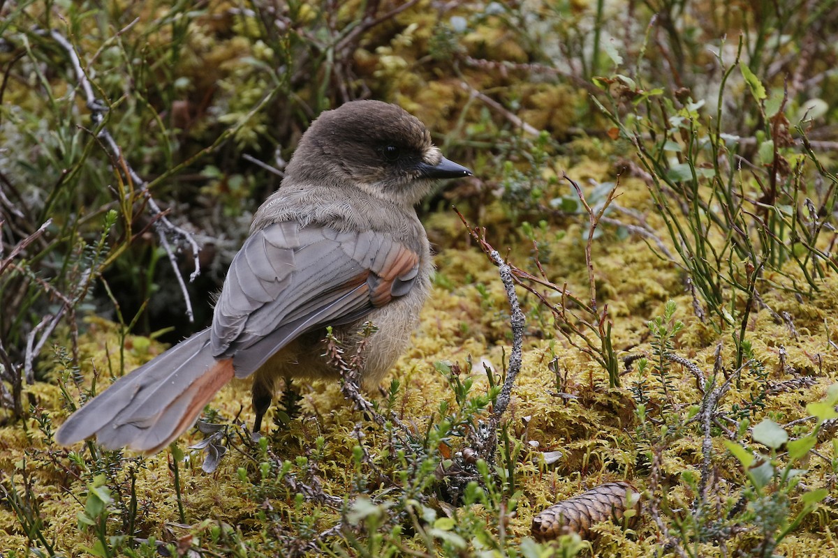 Siberian Jay - Jan Andersson