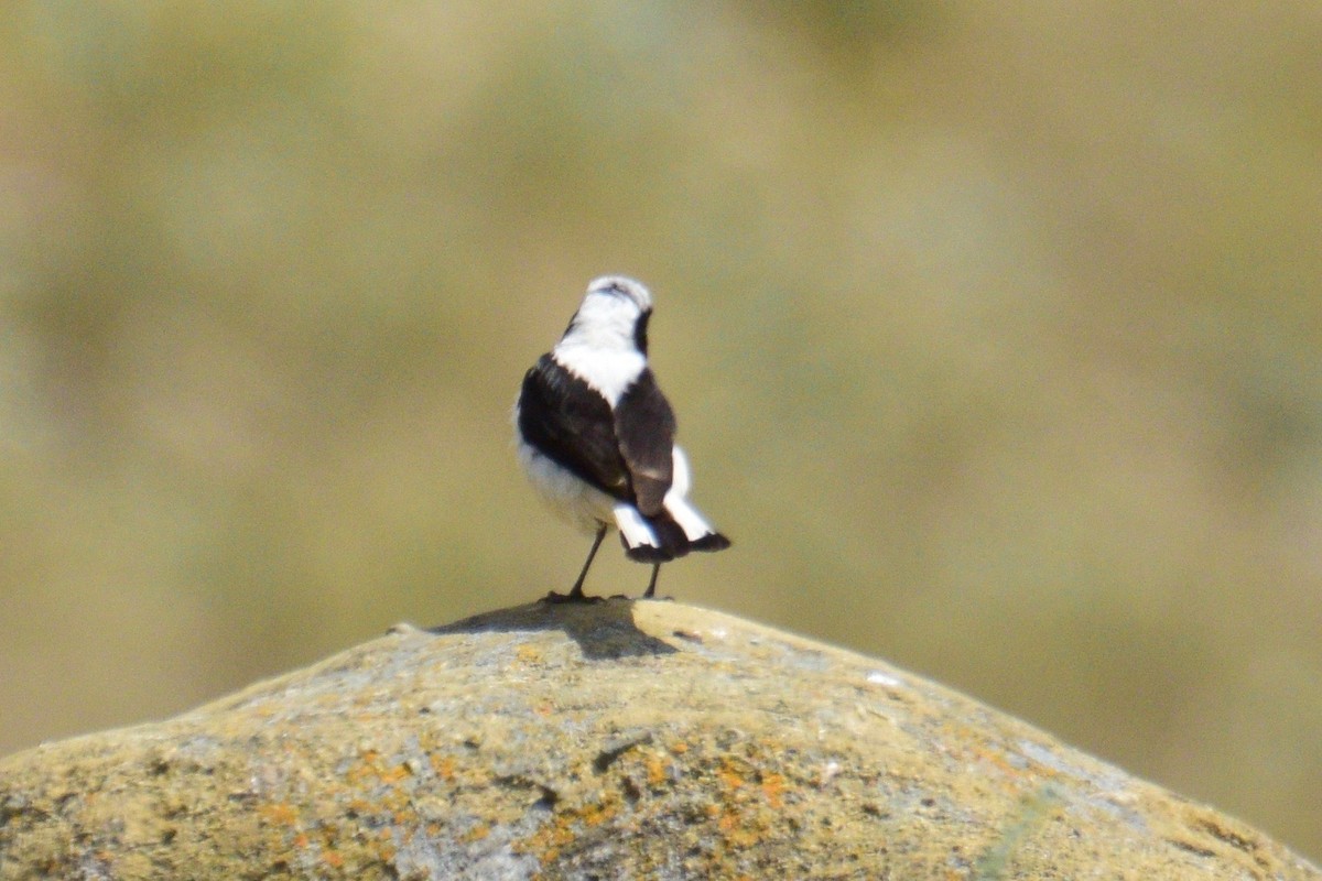 Finsch's Wheatear - ML247423011