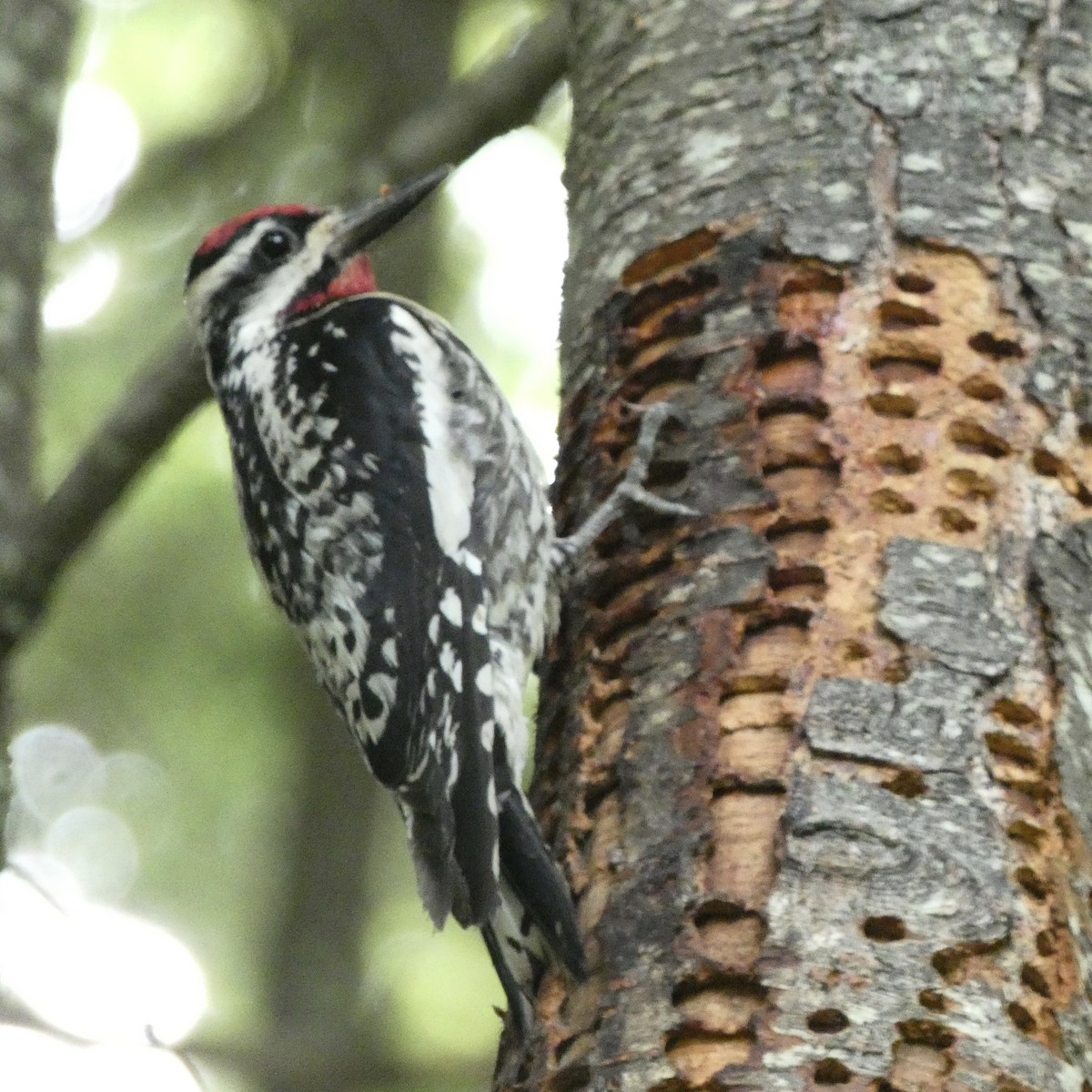Yellow-bellied Sapsucker - ML247423641