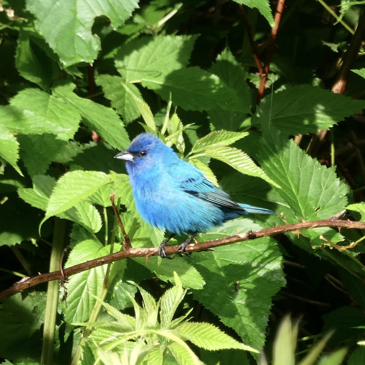 Indigo Bunting - ML247423721