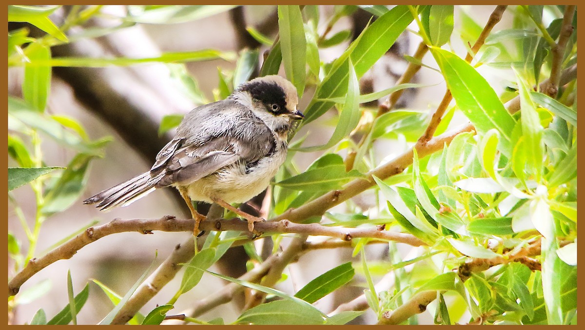 White-cheeked Tit - ML247423771