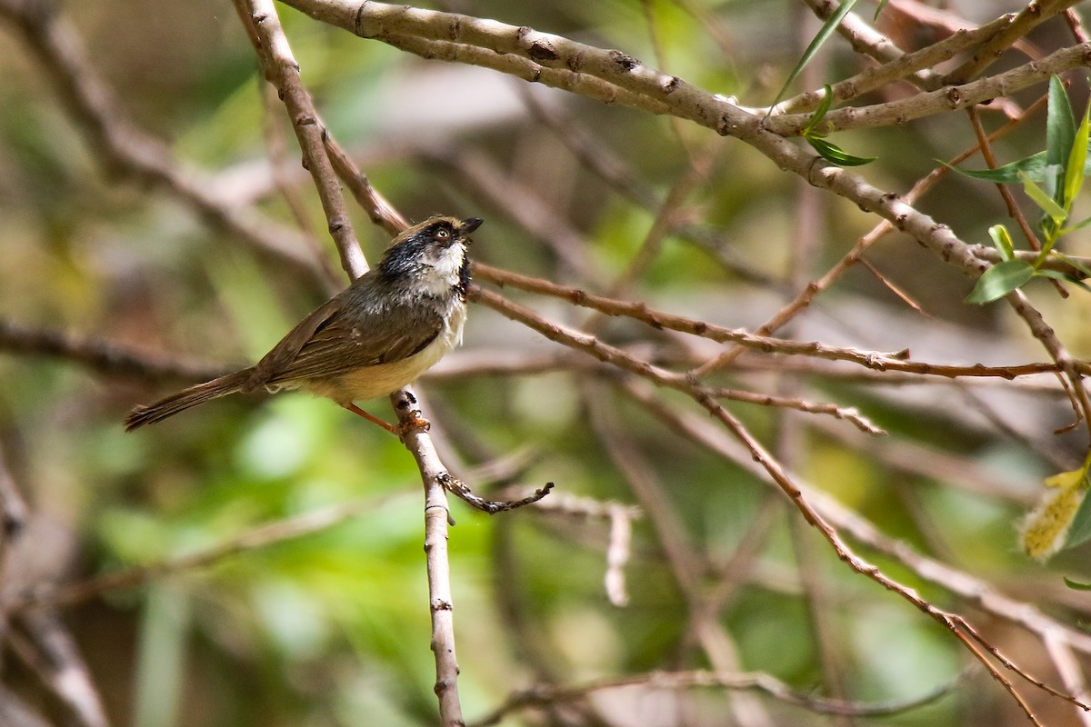 White-cheeked Tit - ML247423841