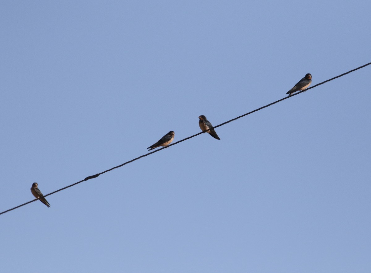 Barn Swallow - ML247424961