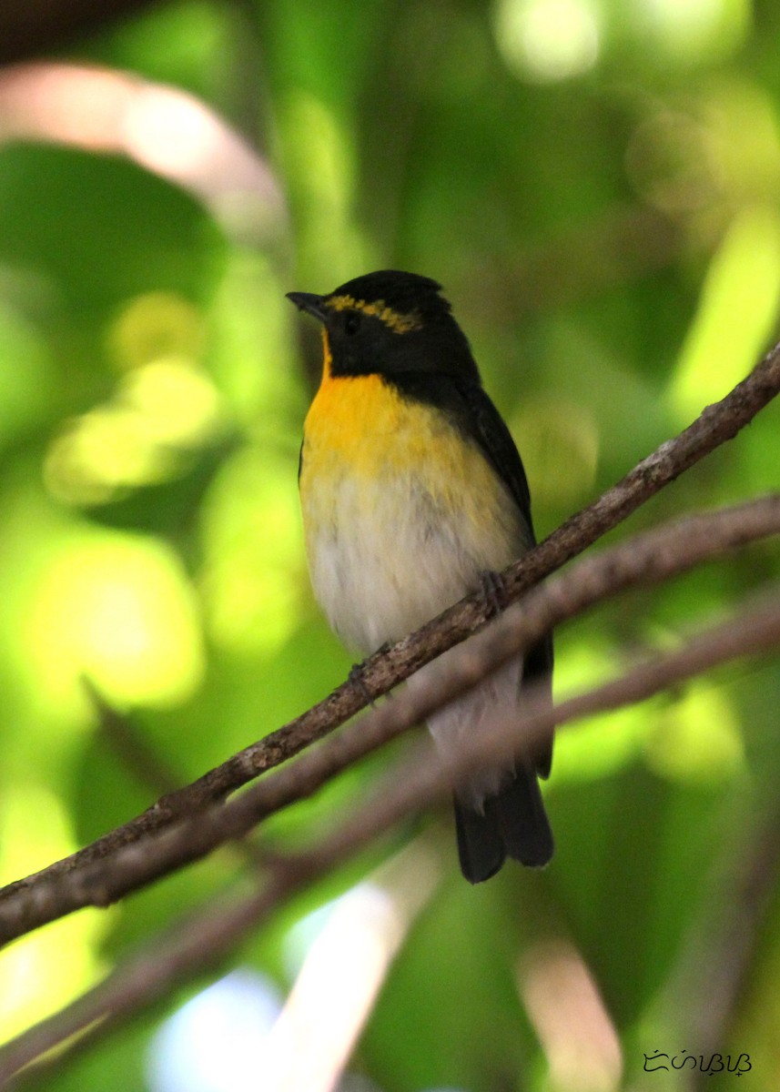 Narcissus Flycatcher - ML247425091