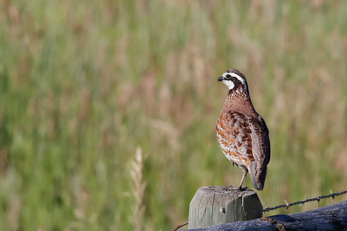 Northern Bobwhite - Dan Ellison