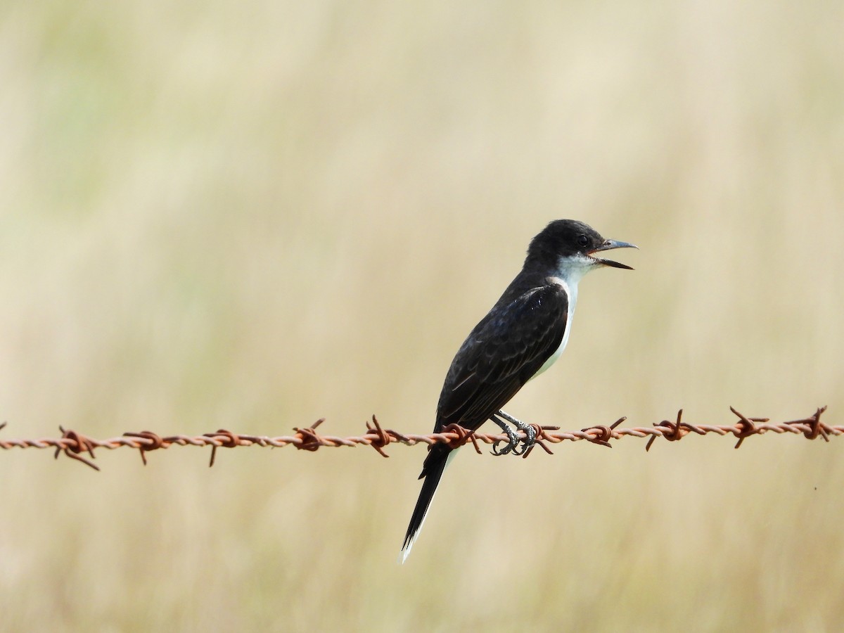 Eastern Kingbird - ML247426041