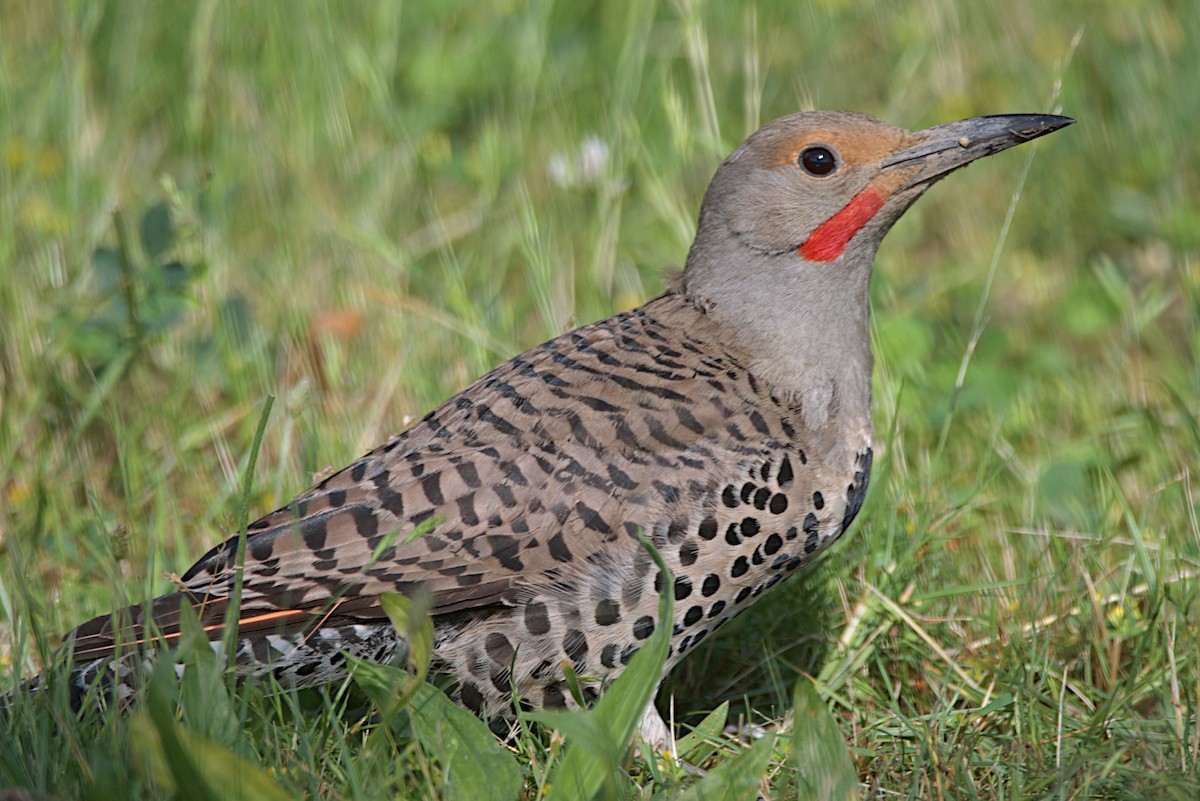 Northern Flicker (Red-shafted) - ML247426911