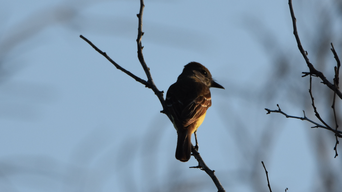 Great Crested Flycatcher - ML247427641