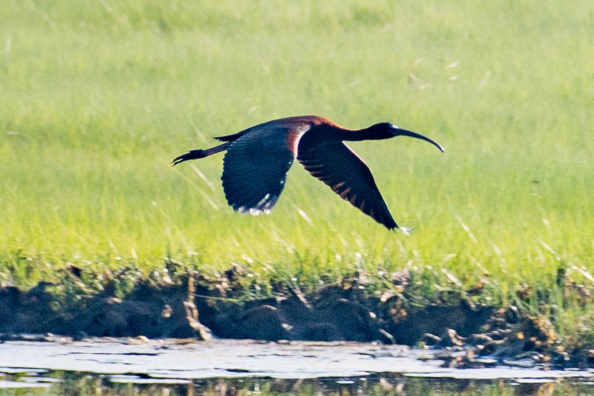 bronseibis - ML247428001