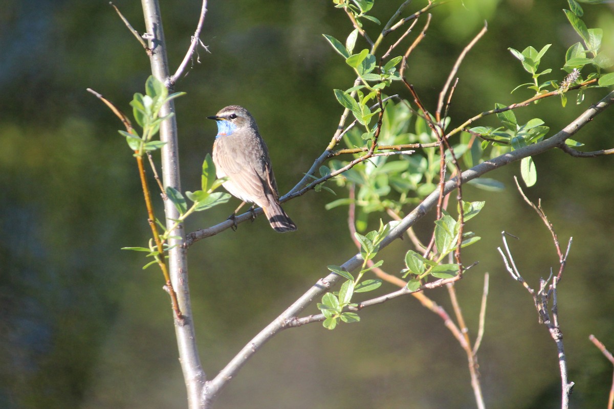 Bluethroat - Markus Leiser